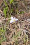 Southern butterwort